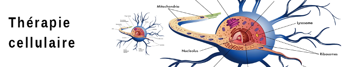 thérapie cellulaire